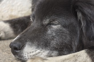 Old, sleeping Border Collie, Close up, Mecklenburg-Vorpommern, Germany, Europe