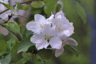 Apple blossoms (Malus), white open blossoms, Wilnsdorf, Nordrhein. Westphalia, Germany, Europe