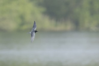 Black tern (Chlidonias niger) adult bird in summer plumage in flight over a lake, England, United