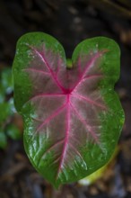 Caladium bicolor leaf, Tortuguero National Park, Costa Rica, Central America