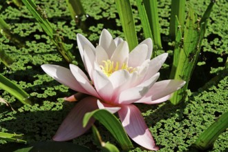 Water lily, September, Germany, Europe