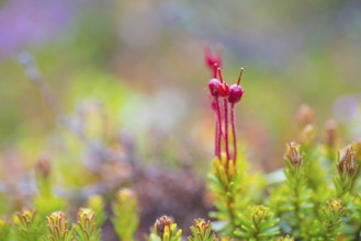 Young blue heath (Phyllodoce caerulea), bud, vertical format, Tynset, Innlandet, Norway, Europe