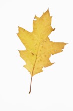 Autumn-coloured leaf of an American white oak (Quercus alba), tree, free-standing, Vechta, Lower