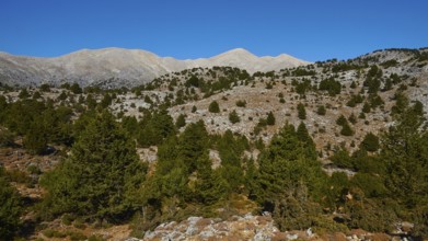 Niatos Plateau, Forest-covered hills and ridges under a wide blue sky, Lefka Ori, White Mountains,