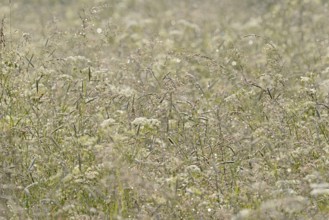 Umbellifer (Apiaceae) and true grasses (Poaceae) with morning dew, North Rhine-Westphalia, Germany,