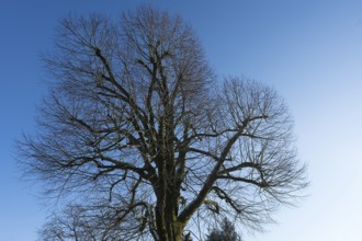 Bald lime tree (Tilia platyphyllos) in January, blue sky, Bavaria, Germany, Europe