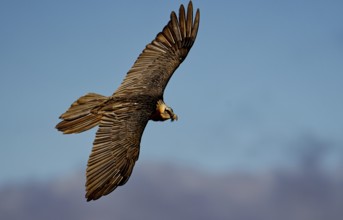 Old bearded vulture (Gypaetus barbatus) in flight, Catalonia, Pyrenees, Spain, Europe