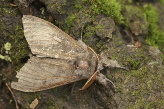 Pale tussock (Calliteara pudibunda), male, North Rhine-Westphalia, Germany, Europe