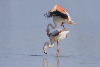 Greater flamingo (Phoenicopterus roseus), pair copulating, Camargue, Provence, southern France