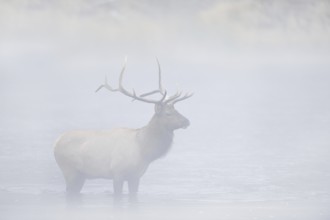 Wapiti (Cervus canadensis, Cervus elaphus canadensis), male crossing a river in the morning mist,