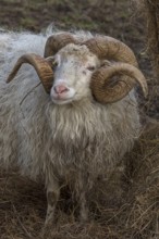 Portrait of a male moorland snook with horn (Ovis aries), Rehna, Mecklenburg-Western Pomerania,