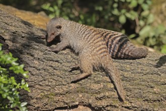 Zebra mongoose (Mungo mongoose)