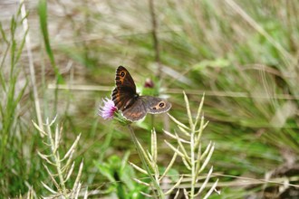 Scotch Argus (Erebia aethiops), August, Upper Bavaria, Germany, Europe