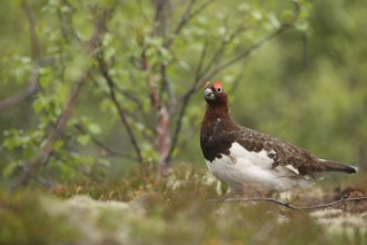 Willow ptarmigan (Lagopus lagopus) securing cock, Lofoten, Norway, Scandinavia, Europe