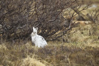 Mountain hare (Lepus timidus) in white winter fur in the tundra, Lapland, Northern Norway, Norway,