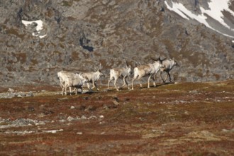 Reindeer (Rangifer tarandus) in the tundra, Lapland, Norway, Scandinavia, Europe