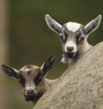 Domestic goat, five-day-old young, Sweden, Scandinavia, Europe