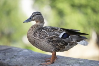 Mallard (Anas platyrhynchos), Bamberg, Upper Franconia, Bavaria, Germany, Europe