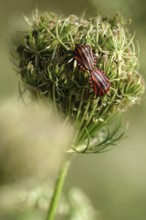 Italian striped bugs (Graphosoma lineatum), July, Saxony, Germany, Europe