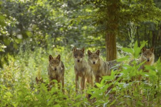 Wolf (Canis lupus), pack of wolves in forest, summer, Germany, Europe