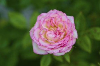 Pink white coloured rose (Rosa, Rosaceae), in full bloom against a background of green leaves,