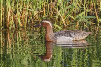 Garganey (Anas querquedula), drake, swimming in the water, Ochsenmoor at Lake Dümmer, swimming