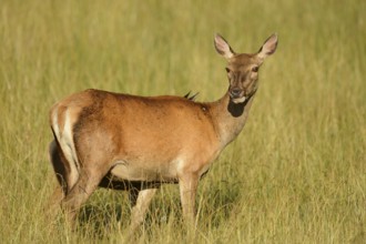 Red deer (Cervus elaphus) doe in a forest clearing in the evening light, Bavaria