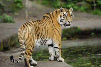 Siberian tiger (Panthera tigris altaica) in a forest, captive, occurrence Russia