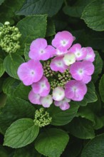 Flowering plate hydrangea, pink, Hydrangea serrata