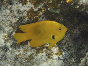 Sulphur demoiselle (Pomacentrus sulfureus) swimming underwater near a rock formation. Dive site