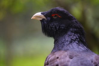 Western capercaillie (Tetrao urogallus), male, Bavarian Forest National Park, Bavaria, Germany,