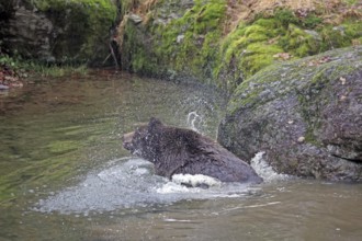 Brown bear, Ursus arctos, Bavarian Forest National Park, Bavaria, Germany, Captive, Europe