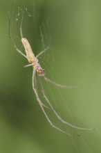 Common stretch-spider (Tetragnatha extensa) in a web, North Rhine-Westphalia, Germany, Europe