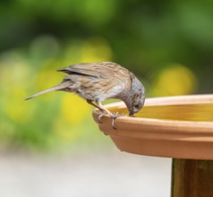 Dunnock (Prunella modularis) sitting on a bird bath and drinking water, Lower Saxony, Germany,