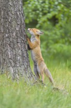 Red fox (Vulpes vulpes), young fox standing upright sniffing a tree trunk in a green forest,