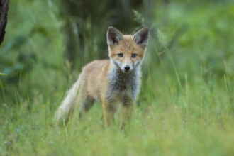 Red fox (Vulpes vulpes), young fox standing in the green forest, surrounded by grass and looking