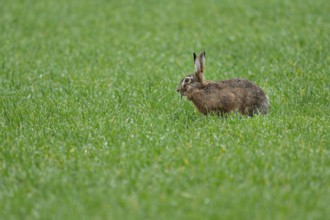 European hare (Lepus europaeus) sitting in a grain field, wildlife, Thuringia, Germany, Europe