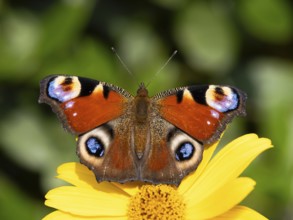 Peacock butterfly (Inachis Nymphalis io) on a flower of the sun-eye (Heliopsis), North