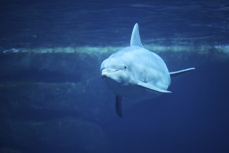 Atlantic bottlenose dolphin (Tursiops truncatus) swimming in the water, captive, Germany, Europe