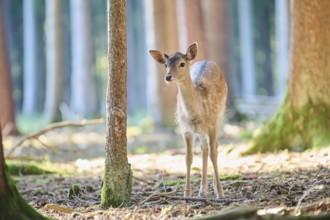 European fallow deer (Dama dama) youngster in a forest, Bavaria, Germany, Europe