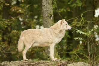 Eastern wolf (Canis lupus lycaon) standing on a little hill, Bavaria, Germany, Europe