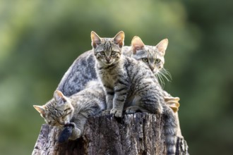 Several kittens resting on a tree stump in a green environment, wildcat (Felis silvestris), kitten,