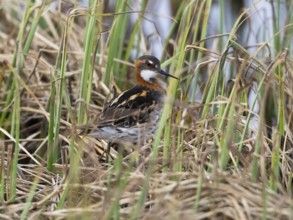 Red-necked phalarope (Phalaropus lobatus), female in breeding plumage, resting at edge of moorland