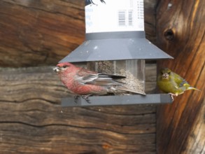 Pine Grosbeak (Pinicola enucleator) and Greenfinch (Chloris chloris), adult male birds at feeding