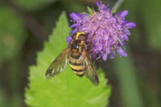 Hornet mimic hoverfly (Volucella inanis) sitting on a flower of a forest widow flower (Knautia