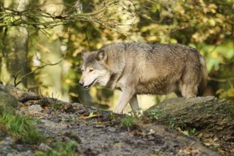 Eastern wolf (Canis lupus lycaon) walking on a little hill, Bavaria, Germany, Europe