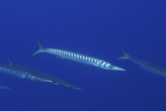 A barracuda (Sphyraena sphyraena) swims with a few others in the ocean. Dive site Giens Peninsula,