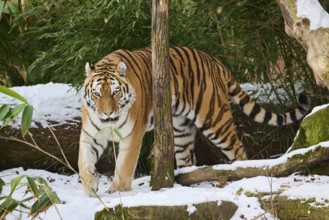 Siberian tiger (Panthera tigris altaica) walking in the snow in winter, captive, Germany, Europe