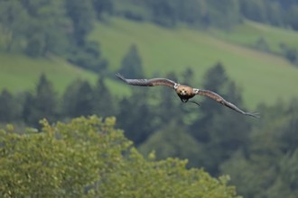 Harris's hawk (Parabuteo unicinctus), Hohenwerfen Castle, Salzburger Land, Austria, falconer,