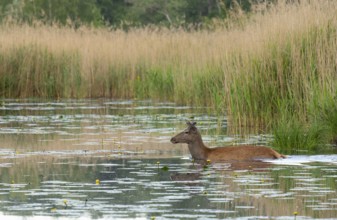 Red deer (Cervus elaphus), velvet antlers, water, reeds, Lower Austria